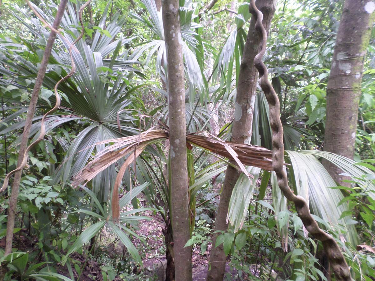 אל סאינו Las Mananitas De La Sierra מראה חיצוני תמונה